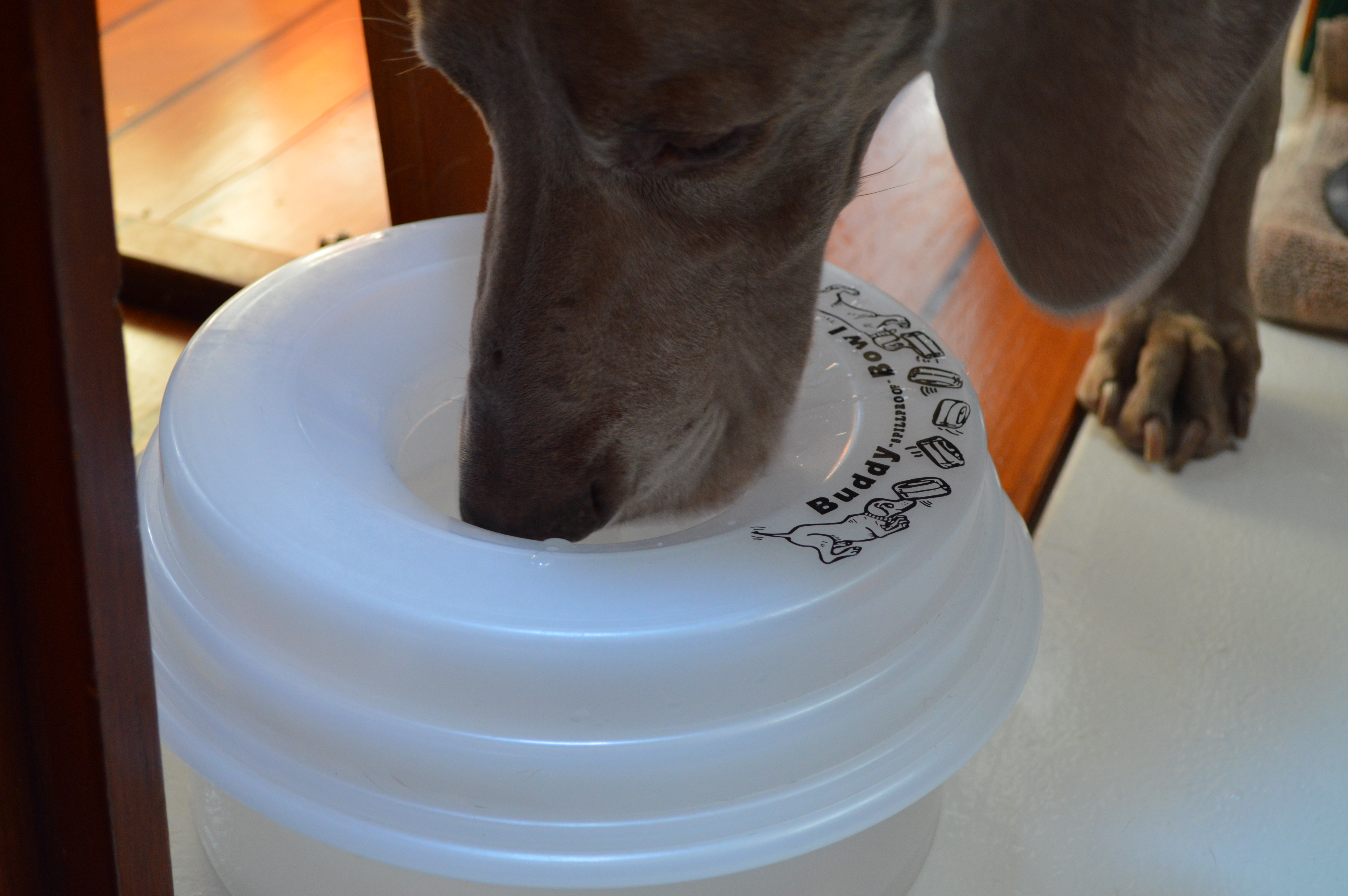Stop Your Dog Digging in the Water Dish - Vetstreet